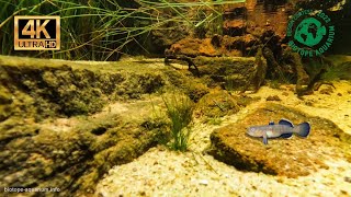 #BADC2022 / Coward Springs, Lake Eyre Basin, South Australia, 126 L