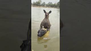 What happens when there is a kangaroo overpopulation?#animals #Foryou #love#cute