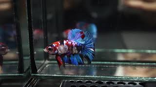 Fancy Red Koi Galaxy Halfmoon Plakat Hmpk Male Betta Fish