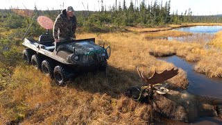 Argo tripping with bull moose in Newfoundland's rugged landscape north of Gros Morne National Park