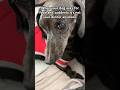 MASTER OF MANIPAWLATION #dog #funny #puppy #furbaby #pets #dachshund #shortvideo #dogmom