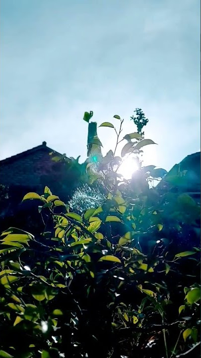 Pagi yang cerah | story wa pagi hari
