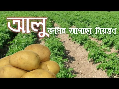 কিভাবে আলু জমির আগাছা নিয়ন্ত্রণ করবো?metribuzin 70%wp। potato।sencor।tata metri