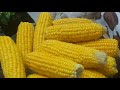 Yellow Corn الذرة الحلوه اللذيذة Yellow Corn الذرة الحلوه اللذيذة