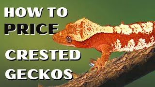 How To Price Your Crested Gecko      #crestedgecko #gecko