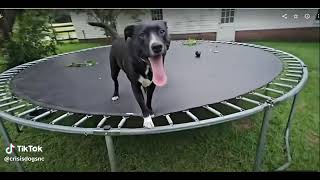 Raven CrisisDogsNC rescue needs a new home 