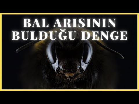 Demokrasi - Meritokrasi Dengesi: Bal arısının milyonlarca yıllık evrimle öğrendiği