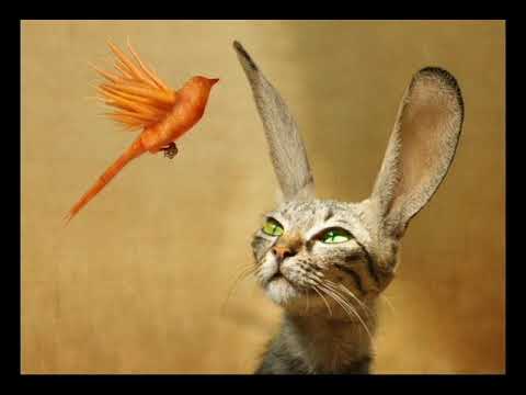 "Bird Kat" by Dahlia Ross