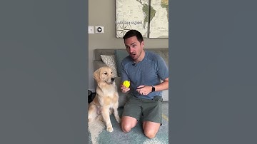 The 5 steps to teach your dog fetch!