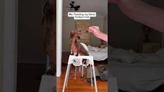 Are you blind? 🤔🤔🤔 #kids #dachshund #sausagedog #feeding #dogdad