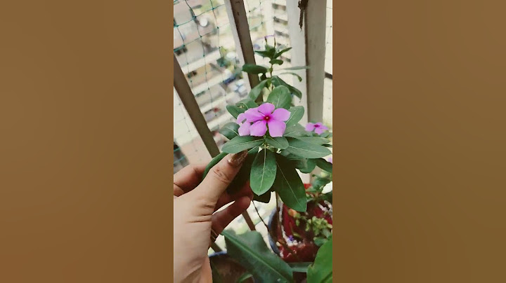 Is plant se asani se sugar control kiya ja sakta hai #sugar #plant #balconygarden #sadabahar #health