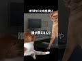 新しく迎えた猫の様子がおかしい #猫ミーム #shorts