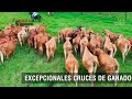 Excepcionales cruces de ganado  tvagro por juan gonzalo angel restrepo