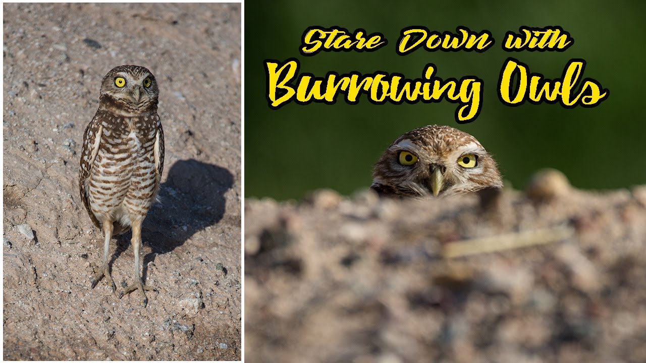 Wildlife Photography | Burrowing Owls