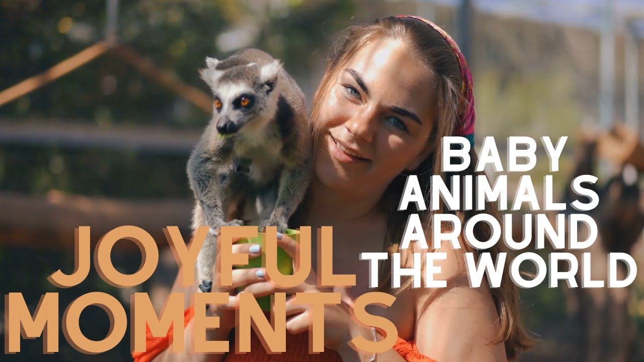 Joyful Moments: Baby Animals Around the World | Heartwarming Compilation 