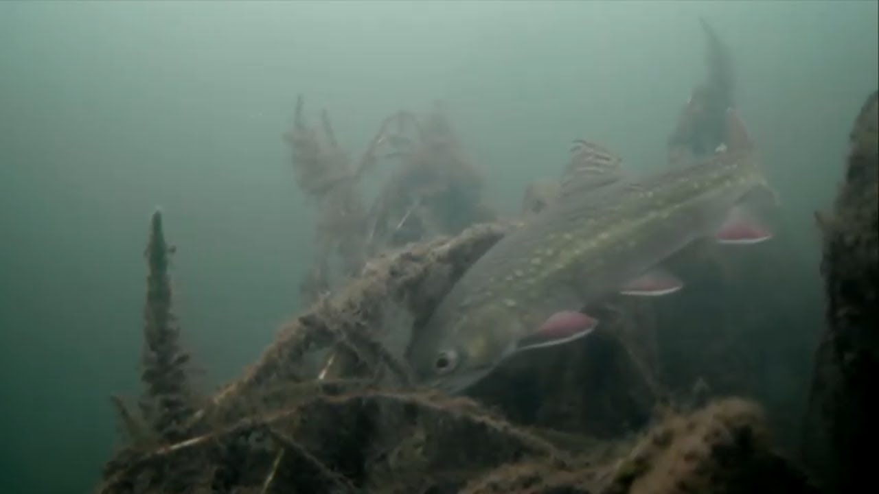 How to Catch Brook Trout and Marcum Quest in Underwater Ice Fishing