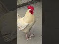Rooster activity! 🐓🐓 #rooster #chicken #farming