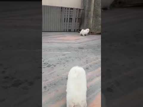 Pom Puppies Sale Male and female off white Cream color maharashtra India 9950330009 sheppard software