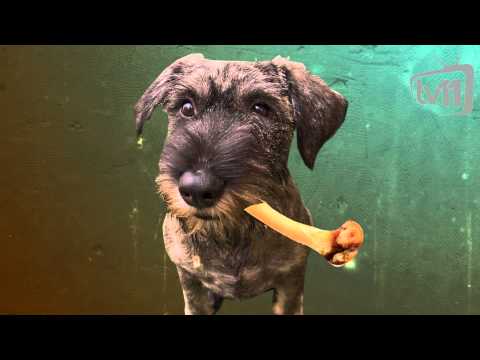 ხალხური გამონათქვამები - ბოინის ძაღლი