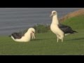 Kauai albatross: first day on land after 6 years at sea