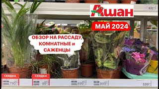 Обзор на растения из Ашана Май 2024. Рассада, саженцы и комнатные растения, актуальные акции