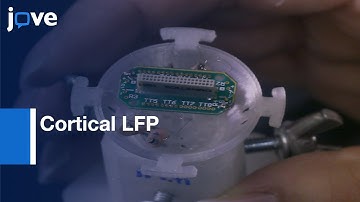 Cortical LFP, Electrocardiogram, EMG and Breathing Rhythm Recordings | Protocol Preview