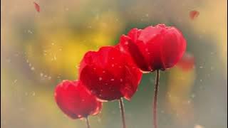 MENGAPA TIADA MAAF - BOB TUTUPOLI   LIRIK