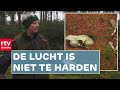 Lijken in het bos  roeg  rtv drenthe