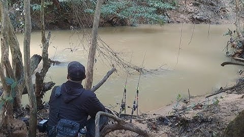 Healing terbaik mancing baung dipedalaman hutan joran sampai terbang kesungai