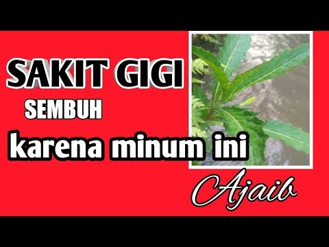 4 OBAT SAKIT GIGI ALAMI YANG PALING AMPUH (1 JAM LANGSUNG SEMBUH) Sakit gigi memang merupakan sala. 