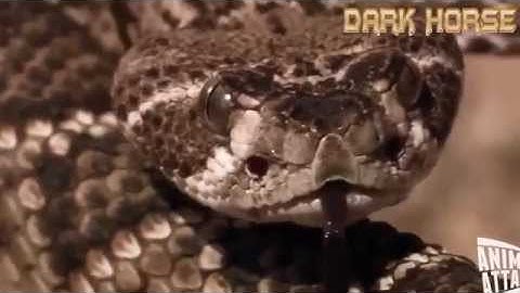 Gà lôi xử đẹp rắn đuôi chuông trong tích tắc