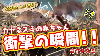 カヤネズミの赤ちゃんをモニタリングしていたらすごい画が撮れました