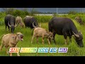 Farm Animals and Buffalo Life with Birds | Relaxing 4K Nature Sounds