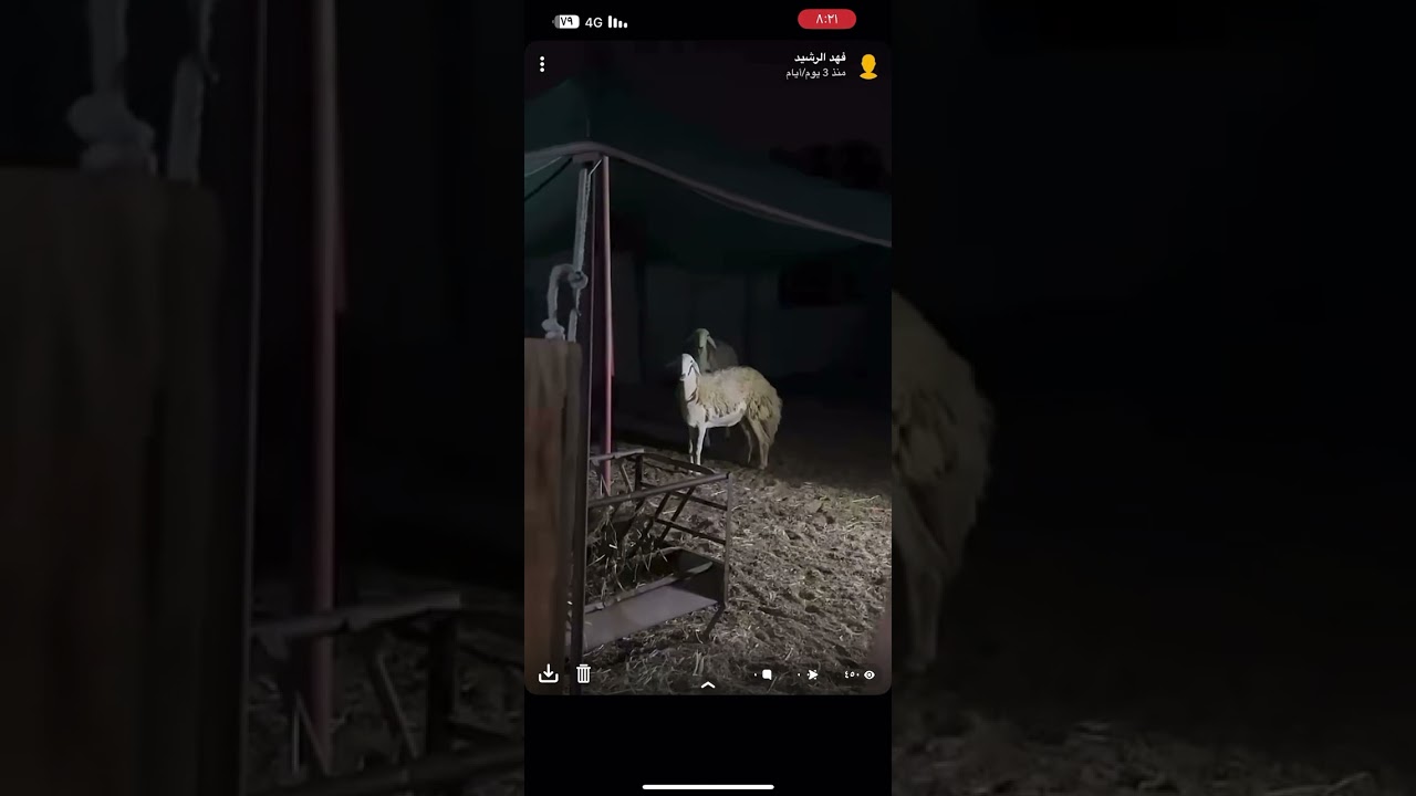 التعامل مع الحلال المصاب بالمالطية