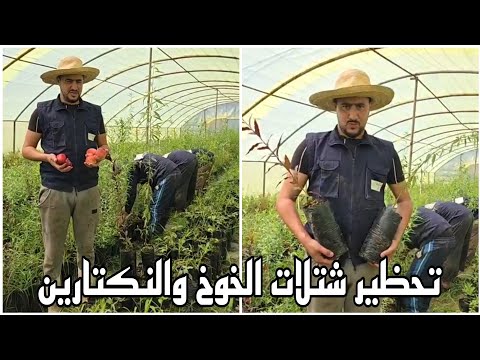 طريقة تحظير شتلات الخوخ و النكتارين مختلف الاصناف و اللوزيات
