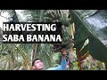 Harvesting Banana