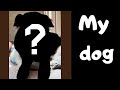 Drawing my dog