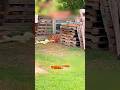 Dog vs Chicks! Who Wins? 😳
