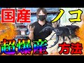 【秘密にしてください】国産 ノコギリクワガタが好む産卵セットを公開！１匹の♀から100匹の幼虫＆卵を産ませる方法！　昆虫採集