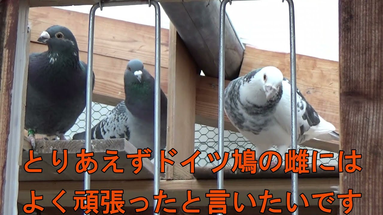 ドイツ鳩の雄が家出しました Youtube