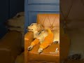 So much drama behind the scenes of this video shoot 😂 #goldenretriever #ugccreator #behindthescenes
