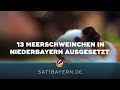 Auf dem Spielplatz ausgesetzt: 13 Meerschweinchen in Pfarrkirchen entdeckt
