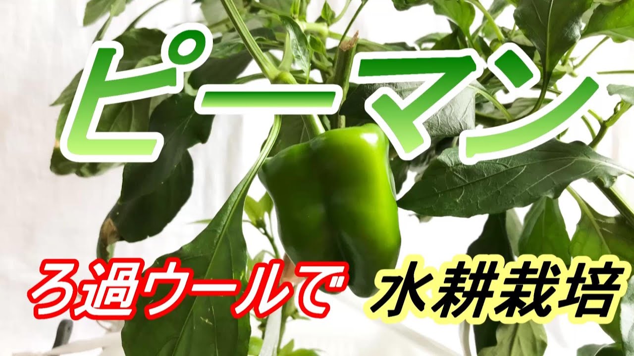 ピーマン 種まき～収穫　ろ過ウールで【水耕栽培】
