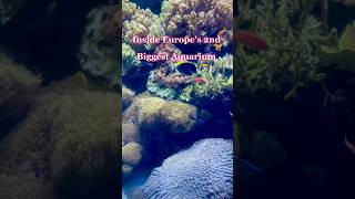 Europe’s 2nd Largest Aquarium is in Lisbon?! 🇵🇹🐠Welcome to Oceanário de Lisboa.