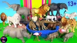 Wild Zoo Animals - Lion Tiger Elephant Rhinoceros White Lion - Big Cat Week 13+