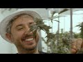 Largest Aeroponic Cannabis Farm in World: Aeriz (Phoenix, Arizona)