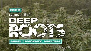 Largest Aeroponic Cannabis Farm in World: Aeriz (Phoenix, Arizona)