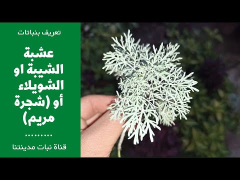 عشبة الشويلاء أو الشيبة معلومات عنها وفوائدها وأضرارها  