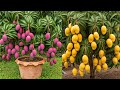 LIVE🔴 🌿Sweet Success: A Step-by-Step Guide to Growing Mango Trees from Cuttings