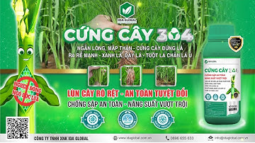 SIÊU CỨNG CÂY 304 CHỐNG ĐỔ NGÃ CHỐNG SẬP AN TOÀN TUYỆT ĐỐI
